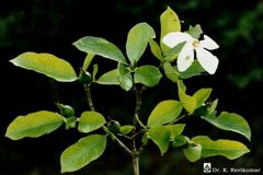 Gardenia resinifera
